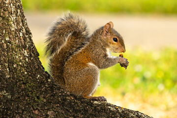 Naklejka na ściany i meble Squirrel Eating nuts