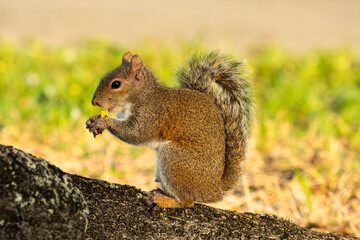 Naklejka na ściany i meble Squirrel Eating nuts