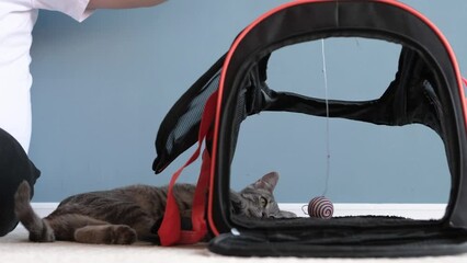 cat playing with pet carrier , owner training cat to be accustomed to pet carrier