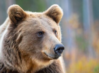 Fototapeta premium Grizzly brown bear outdoor in forest/nature