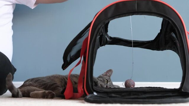 cat playing with pet carrier , owner training cat to be accustomed to pet carrier