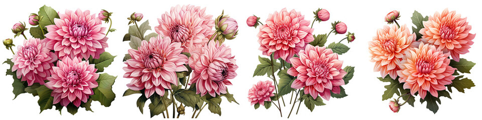Pink dahlia flowers buds and leaves Hyperrealistic Highly Detailed Isolated On Transparent Background Png File