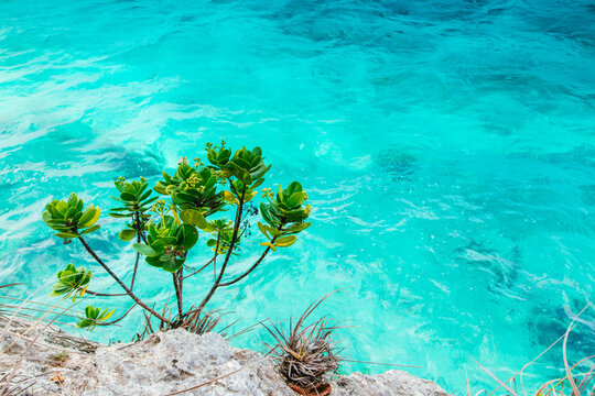Giant Milkweed  growing out of rocks near the shore in Bonaire, Leeward Antilles