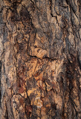 Obraz premium Texture of bark of a trunk on a living tree. 