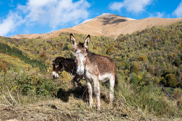Two donkeys in an autumn landscape, Italy - 699835802