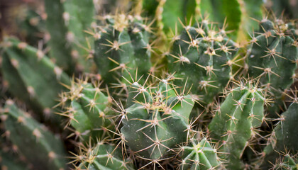 Naklejka na ściany i meble Exotic and herbal in essence, the cactus displays a dense cluster of green spines and needles, a botanical beauty ideal for green-themed wallpaper