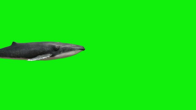big whale green screen video different angles green screen whale video 