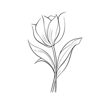 Tulip Flower Black and White