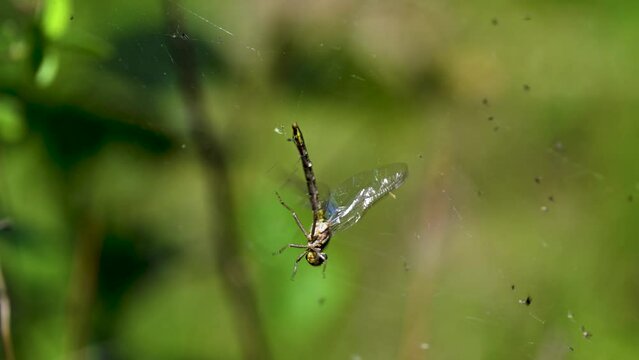 The quick and powerful dragonfly, that rules the sky over the pond, is No Match for the web of a Spider.  Insect struggles to free itself form a spider's web in Upstate NY.