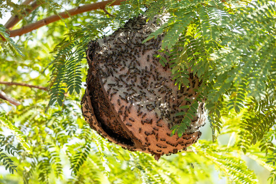 A Polybia paulista hive also know as Vespa Paulistinha da família Vespidae. Specie: Polybia paulista. Natural world. Insect. Wasp's nest.