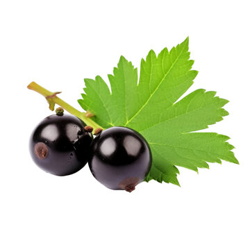 fresh organic blackcurrant cut in half sliced with leaves isolated on white background with clipping path