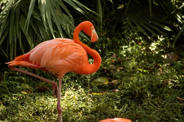 Gordijnen pink flamingo in the zoo © Monica