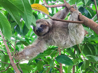 Beautiful sloth from Costa Rica