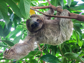 Beautiful sloth from Costa Rica © Jeser