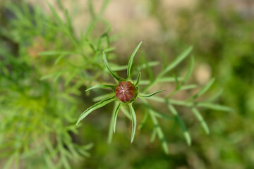 Cosmos Tetra Versailles Rose Edge flower bud