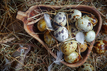 Fresh quail eggs in a nest of dried grass blades. A tasty ingredient for preparing any healthy food.