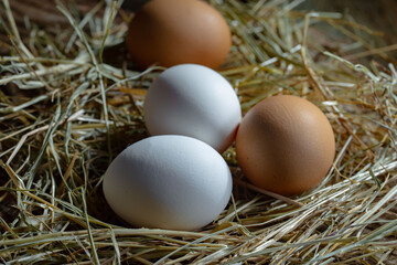 Chicken eggs, in a nest of feathered blades of grass, on an old background.