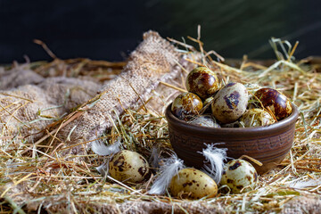 Quail eggs, raw, against the background of dry grass