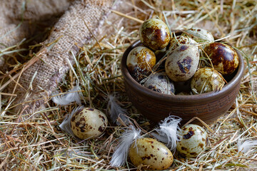 Fresh quail eggs in a nest of dried grass blades. A tasty ingredient for preparing any healthy food.