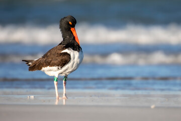 Banded American Oystercatcher Oyster Catcher Masons Inlet Wrightsville Beach North Carolina