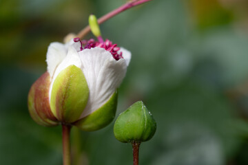 Capers bloom in spring against a green background. A flower with white petals next to a bud.