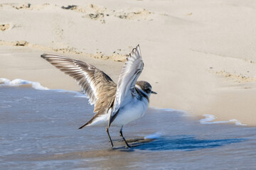 砂浜に佇むシロチドリ