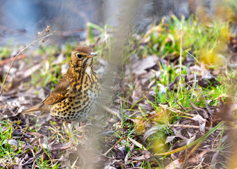 Song Thrush (Turdus philomelos) Outdoors