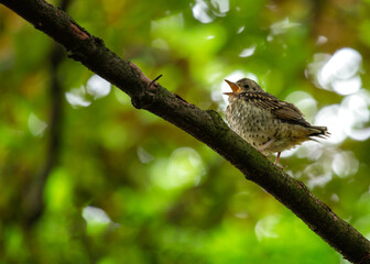 Song Thrush (Turdus philomelos) Outdoors