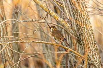 Song Thrush (Turdus philomelos) Outdoors