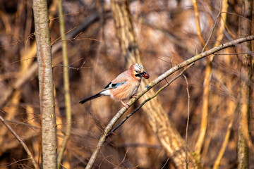 Eurasian Jay (Garrulus glandarius) Outdoors