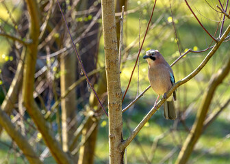 Eurasian Jay (Garrulus glandarius) Outdoors