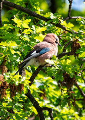 Eurasian Jay (Garrulus glandarius) Outdoors