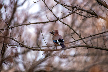 Eurasian Jay (Garrulus glandarius) Outdoors