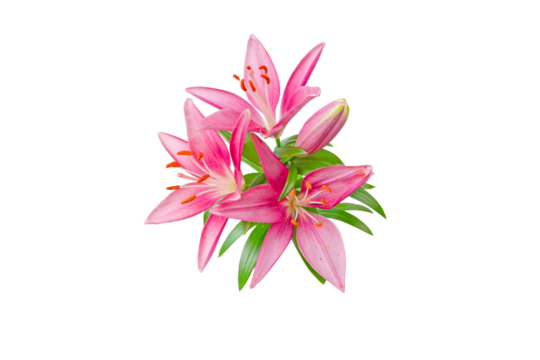 Pink lily flowers bunch isolated transparent png. Asiatic hybrids lilium plant. 