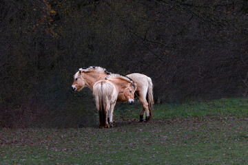 Closeup of two wet welsh ponies in a meadow during heavy rain showers in autumn against the...