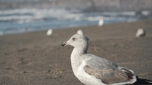 Seagulls on the california coast near bodega bay 