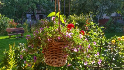 A wicker basket is suspended from the terrace beam on a rope. Ornamental flowers and nettles grow...