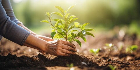 Hands planting a tree, fostering environmental growth and promoting eco-friendly agriculture and...