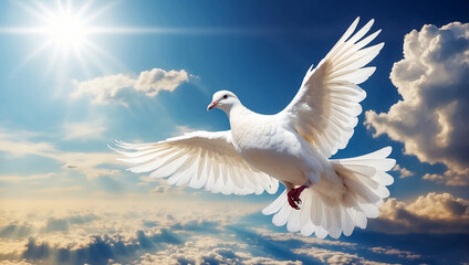 White  beautiful dove against the sky with clouds