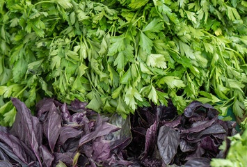 Curly parsley and purple basil. herb seasoning.