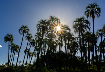 Sol estrellado en Parque Nacional El Palmar, Entre Ríos