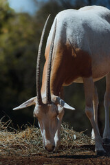 scimitar oryx eating grass