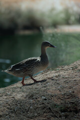 duck on the water