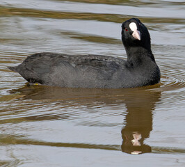 Fulica atra is a eurasian coot common in aiguamolls emporda girona spain