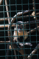 monkey behind the cage