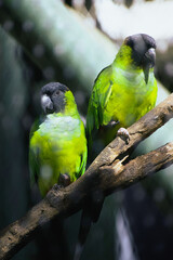 green winged macaw