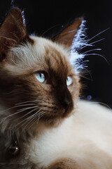 Domestic Cat Portrait - Indoor Felidae with Whiskers