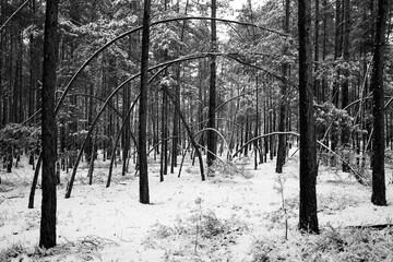 pochyłe drzewa w lesie zimą