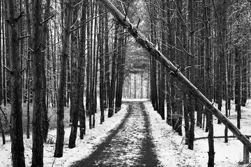 droga w lesie zimą