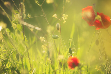Wild poppy flower on the green field in rural Greece at sunset